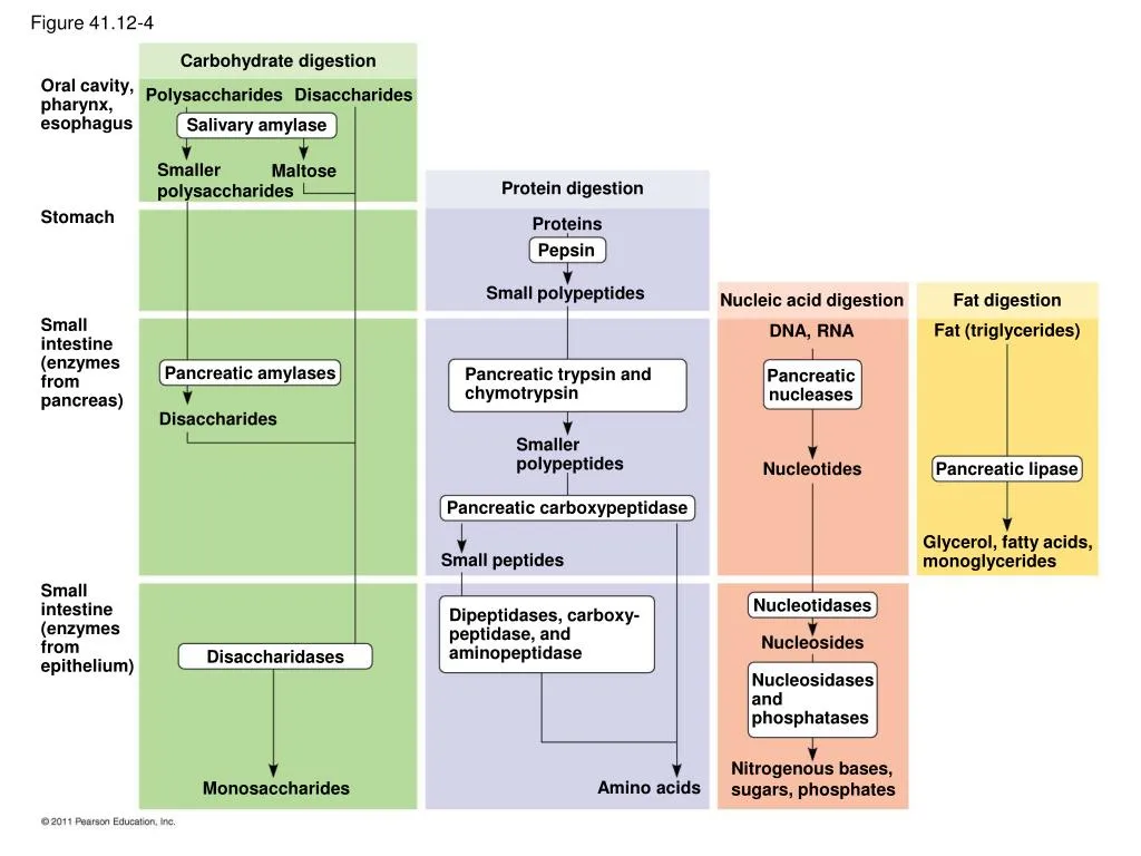 Action of enzymes in GIT